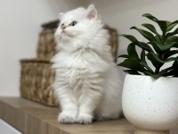 Pamuk gibi British longhair yavru
