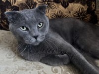 British shorthair kedisi