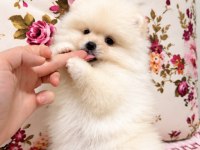 AYI SURAT POMERANİAN BOO