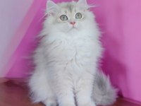 British longhair blue golden dişi yavru