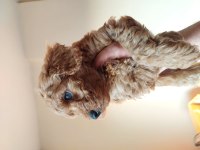 Bal rengi toy poodle