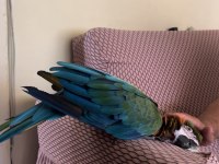 Harleguin macaw