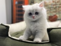 British longhair güzelliği @petclubadanaa