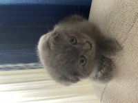 2 Aylık Kırık Kulak Dişi Scottish Fold