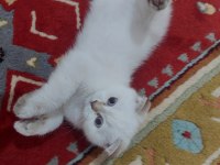 Tek erkek yavru scottish fold