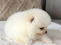 Pomeranian boo beyaz tea cup dişi