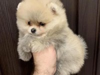 Üst kalite pomeranian ayı surat yavrularımız