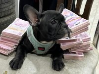 2.5 aylık dişi french bulldog yavrularımız