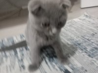 Sahiplendirilecek scottish fold