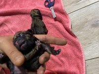 5 günlük pug yavruları