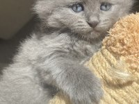 Sağlıklı British Longhair