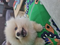 Oyuncu akıllı tatlı pomeranian kızım