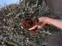 Sağlık ırk garantili poodle yavrular yeni yuvasını bekliyor