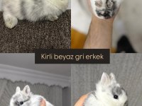 Hollanda lop cüce tavşanlarımız