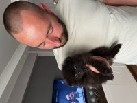 Pomeranian ayıcıklar