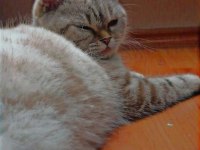 British shorthair ücretsiz 4 yaşında