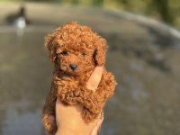 Kuyruksuz Aşılı POODLE