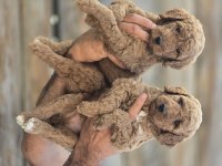 Dev poodle yavrularımız