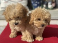 Profesyonel ruhsatlı çifrlikden maltipoo yavrular