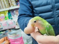 45 günlük bebek Sevda PAPAĞANLARI GELMİŞTİR