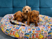 Teacup Maltipoo Bebekler
