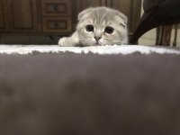 Scottish fold kızıma eş arıyorum