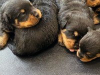 Irkının en iyisi rottweiler yavrular kapıda ödeme mevcut