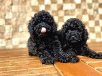 Nevada Cafe Sefiri Siyah Poodle