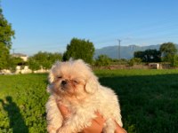 Bal Köpüğü Ve Süt Beyazı Yavru Köpekler