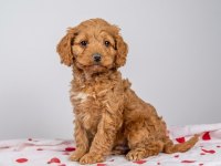 Cavapoo Bebekler