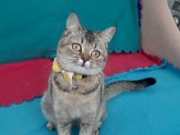 Black Golden British Shorthair Prensesler