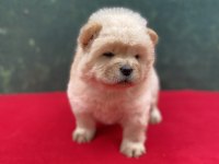 Chow chow yavrularımız yeni ailesini bekliyor