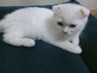 Top kafa ayı surat scottish fold yavrularımız