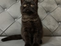 Siyah ve kahverengi british shorthair
