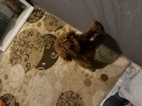 10 aylık dişi poodle