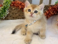 GOLDEN NY12 SAFKAN BRİTİSH BEBEKLER