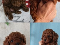 ORJİNAL POODLE BEBEKLER