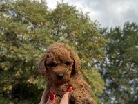 Redbrown Toy Poodle Yavrumız Yeni Yuvasına Hazır