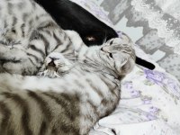 Yavru British Shorthair 4 Aylık