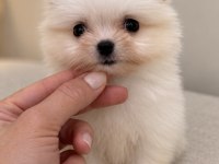 MİNİCİK POMERANİAN BOO