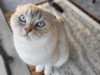 3.5 Yaşında Scottish Fold
