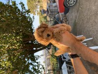 TOY POODLE YAVRUMUZ YUVA ARIYOR