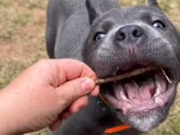 Koşucu Cane Corso Yavrular