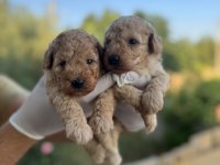 Rezerveye açık 1 aylık toy poodle yavrularımız