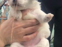 0 numara maltese terier bebekler