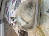 Ragdoll dişi kedime eş arıyorum