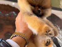 Pomeranian Boo Yavrular