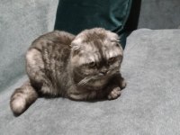 Scottish fold