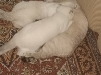 Dişi scottish fold yavrularım