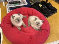 british shorthair Blu Point
